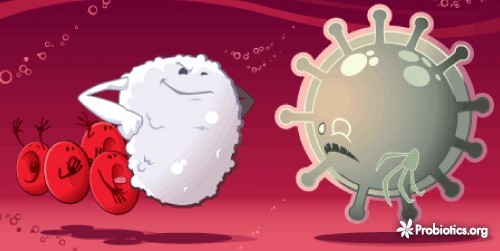 Probiotikum - népszerű lehúzás, vagy tényleg hasznos a fogyasztása? (illusztráció1)